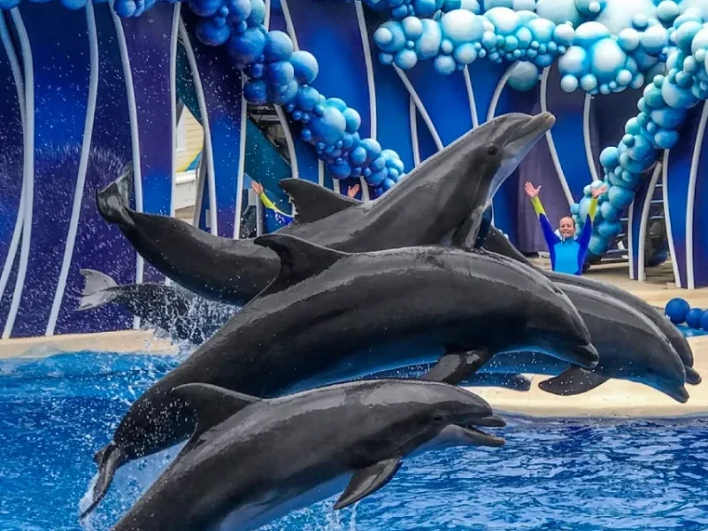 seaworld-orlando-private-car-service